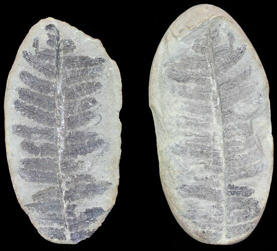 Pecopteris Fern Fossil (Pos/Neg) - Mazon Creek #72357